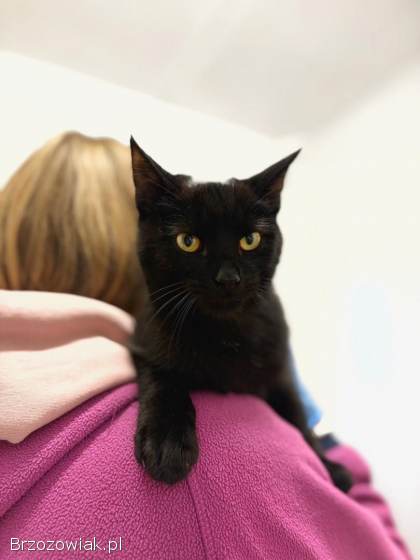 6 miesięczny kociak Gizmo szuka domu