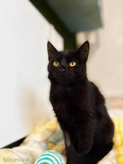 6 miesięczny kociak Gizmo szuka domu