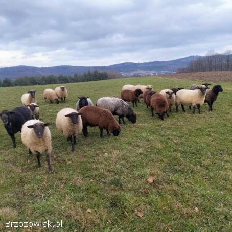 Barany,  owce czarnogłowe