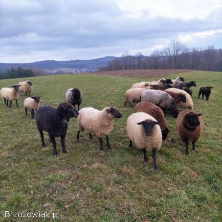 Barany,  owce czarnogłowe