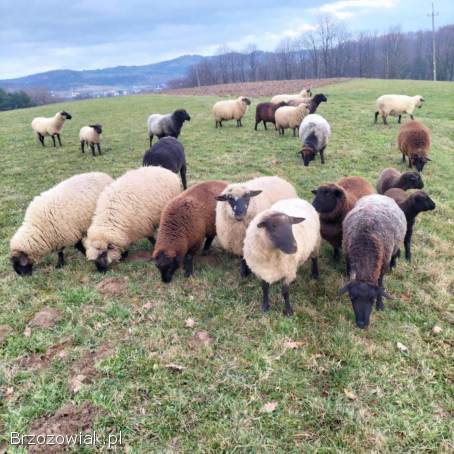 Barany,  owce czarnogłowe