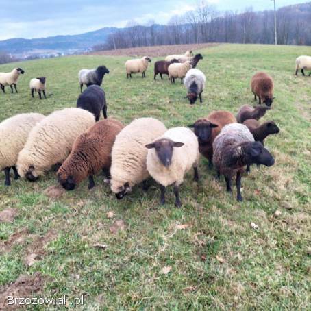 Barany,  owce czarnogłowe