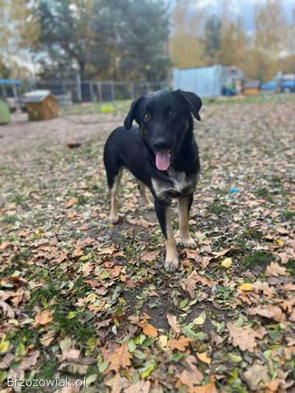 10 miesięczny Majlo -  wesoły,  przyjazny szczeniak!