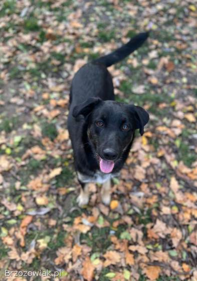 10 miesięczny Majlo -  wesoły,  przyjazny szczeniak!