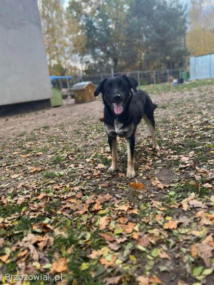 10 miesięczny Majlo -  wesoły,  przyjazny szczeniak!
