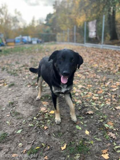10 miesięczny Majlo -  wesoły,  przyjazny szczeniak!