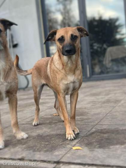 Dusia -  filigranowa,  kochana,  fantastyczna sunia!