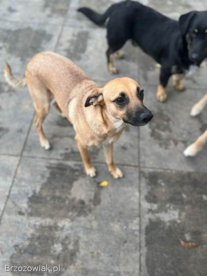 Dusia -  filigranowa,  kochana,  fantastyczna sunia!