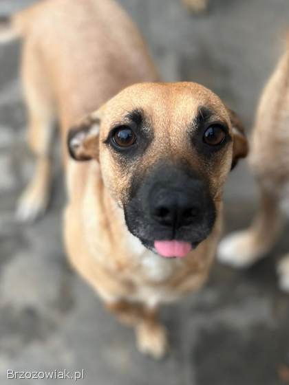 Dusia -  filigranowa,  kochana,  fantastyczna sunia!