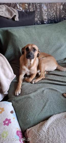 Dusia -  filigranowa,  kochana,  fantastyczna sunia!