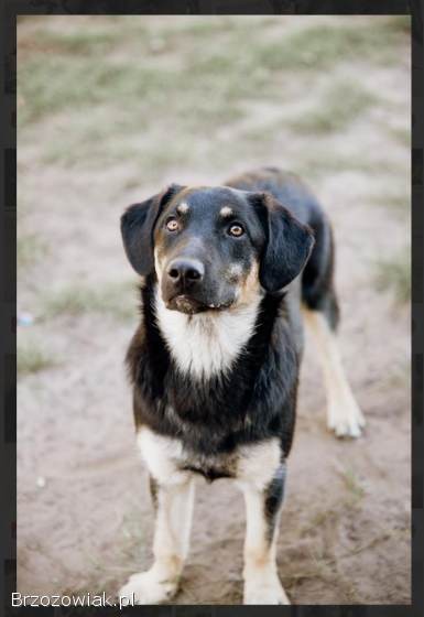 Fryc -  młodziutki,  wesoły,  kochający człowieka!