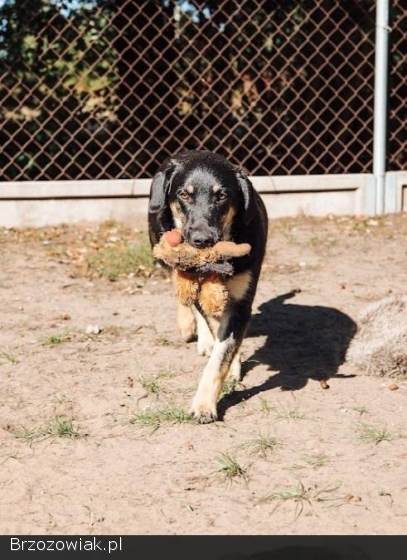 Fryc -  młodziutki,  wesoły,  kochający człowieka!