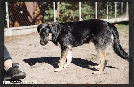 Fryc -  młodziutki,  wesoły,  kochający człowieka!