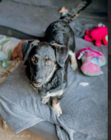 9 miesięczna Pępula,  łągodna i kochana sunia!