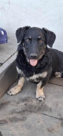 9 miesięczna Pępula,  łągodna i kochana sunia!