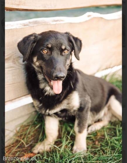 Sreberek -  niewielki,  domowy psiak szuka domu!