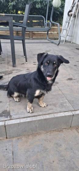 Sreberek -  niewielki,  domowy psiak szuka domu!