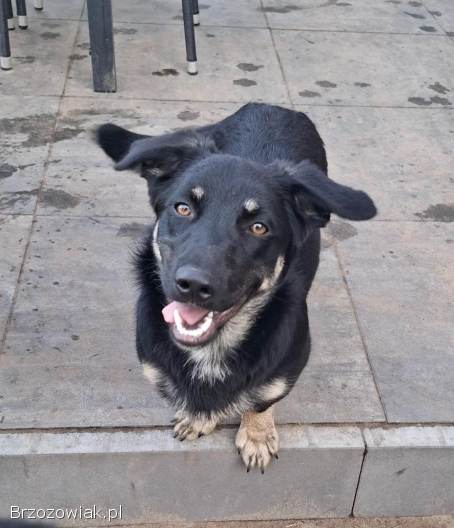 Sreberek -  niewielki,  domowy psiak szuka domu!