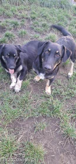 Krecik – niskopodłogowy szczeniak szuka domu!