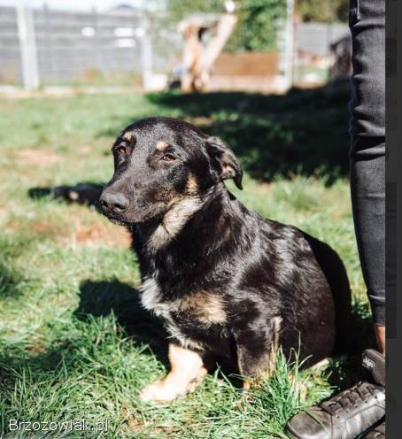 Krecik – niskopodłogowy szczeniak szuka domu!