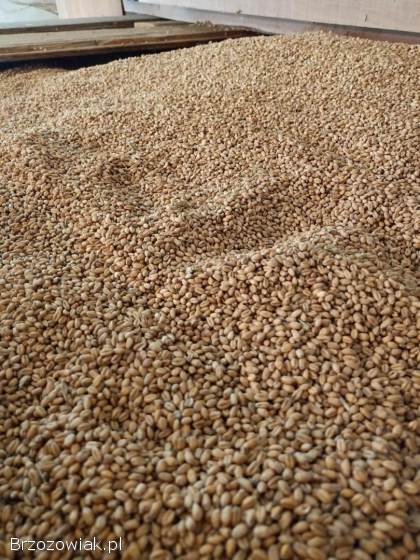 Pszenica 2025,  okolice Dynowa