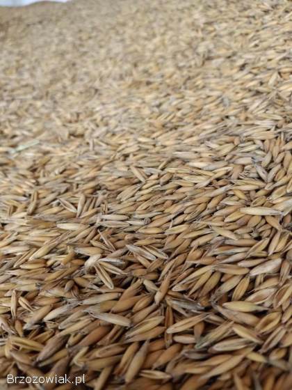 Owies 2025,  okolice Dynowa