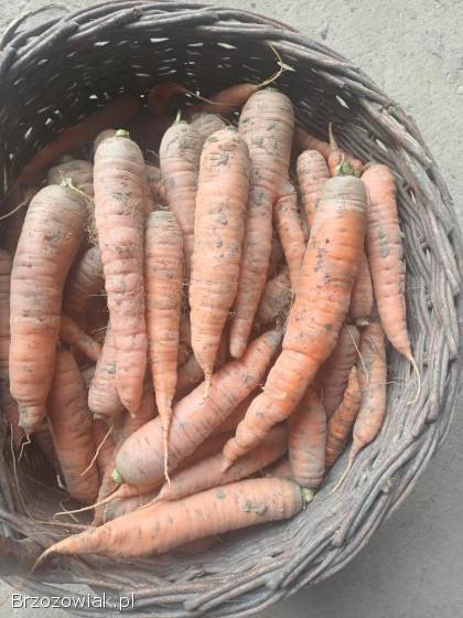 Sprzedam ziemniaki paszowe,  Dynów