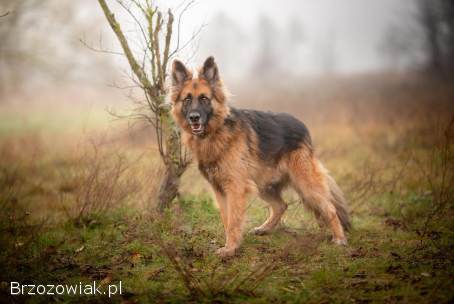 Ares -  młody przepiękny owczarek szuka spokojnego domu!