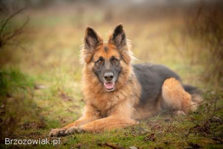 Ares -  młody przepiękny owczarek szuka spokojnego domu!