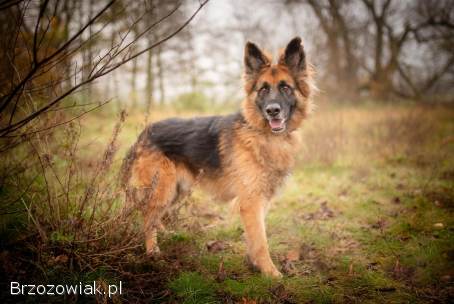 Ares -  młody przepiękny owczarek szuka spokojnego domu!