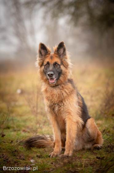 Ares -  młody przepiękny owczarek szuka spokojnego domu!