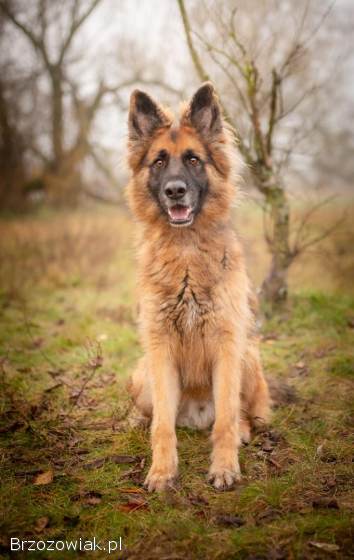 Ares -  młody przepiękny owczarek szuka spokojnego domu!