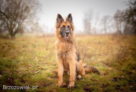 Ares -  młody przepiękny owczarek szuka spokojnego domu!