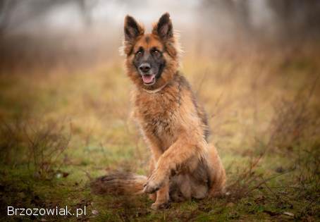 Ares -  młody przepiękny owczarek szuka spokojnego domu!