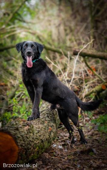 Uśmiechnięty Portos w typie labradora szuka domu!