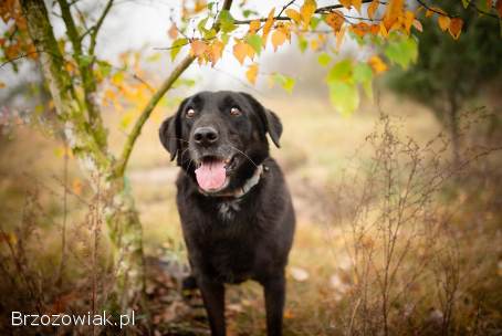 Uśmiechnięty Portos w typie labradora szuka domu!
