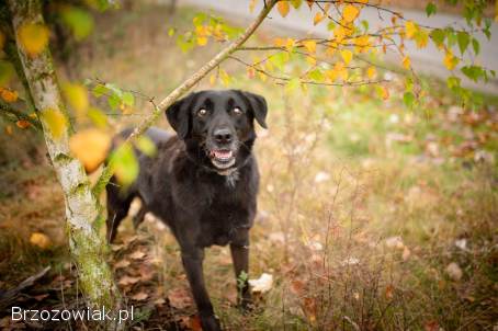 Uśmiechnięty Portos w typie labradora szuka domu!