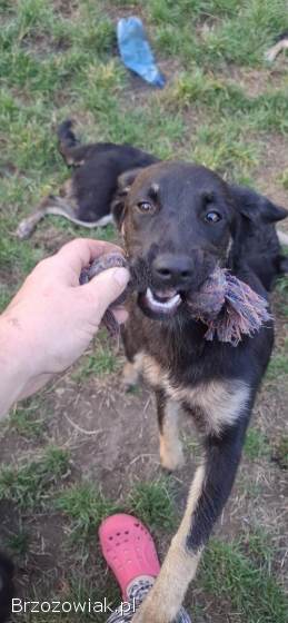 Łagodna Milusia SZCZENIAK szuka kochającego domu!