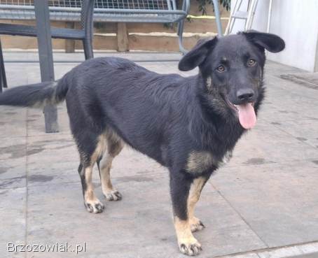 Łagodna Milusia SZCZENIAK szuka kochającego domu!