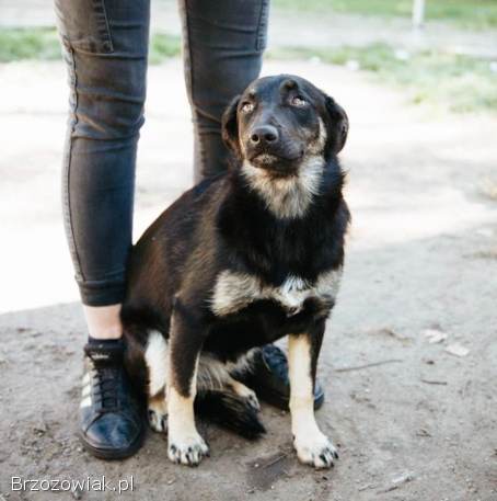 Łagodna Milusia SZCZENIAK szuka kochającego domu!
