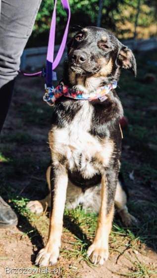 Tutka -  sunia ideał,  młoda,  kotolubna,  wesoła!