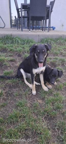 Tutka -  sunia ideał,  młoda,  kotolubna,  wesoła!