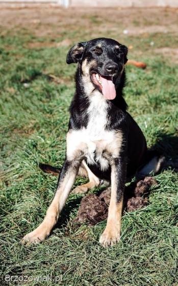 Tutka -  sunia ideał,  młoda,  kotolubna,  wesoła!