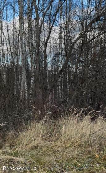 SPRZEDAM LAS do wycinki xSamosiejka gruba