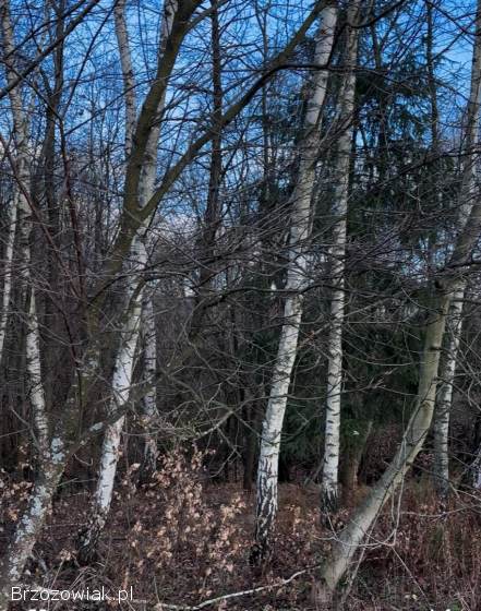 SPRZEDAM LAS do wycinki xSamosiejka gruba