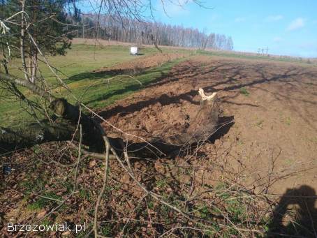 Wycinka drzew obcinanie gałęzi usługi rębakiem