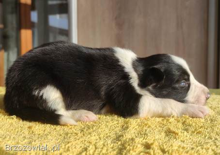 Szczeniak BORDER COLLIE z prof.  Hodowli,  Pies z pełną dok.