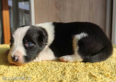 Szczeniak BORDER COLLIE z prof.  Hodowli,  Pies z pełną dok.
