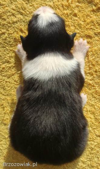 Szczeniak BORDER COLLIE z prof.  Hodowli,  Pies z pełną dok.