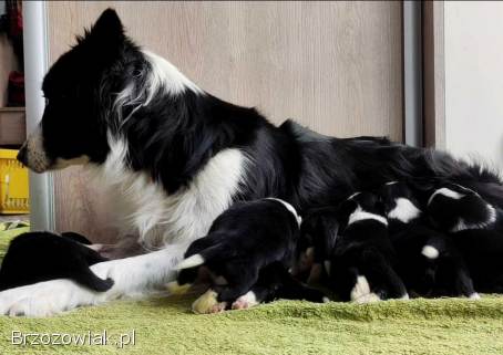 Szczeniak BORDER COLLIE z prof.  Hodowli,  Pies z pełną dok.